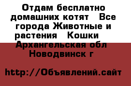 Отдам бесплатно домашних котят - Все города Животные и растения » Кошки   . Архангельская обл.,Новодвинск г.
